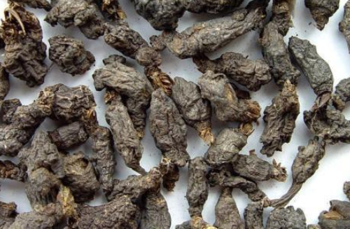 千年耗子屎种子的功效与作用