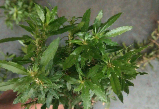 千层塔的别名