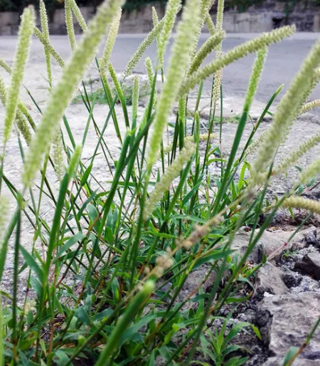 虱子草