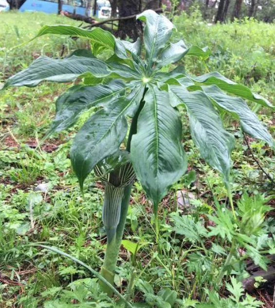 七叶一把伞的功效与作用_美健品健康网