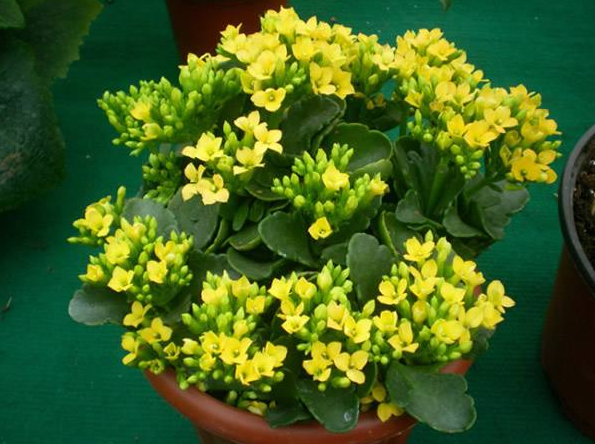 伽蓝菜