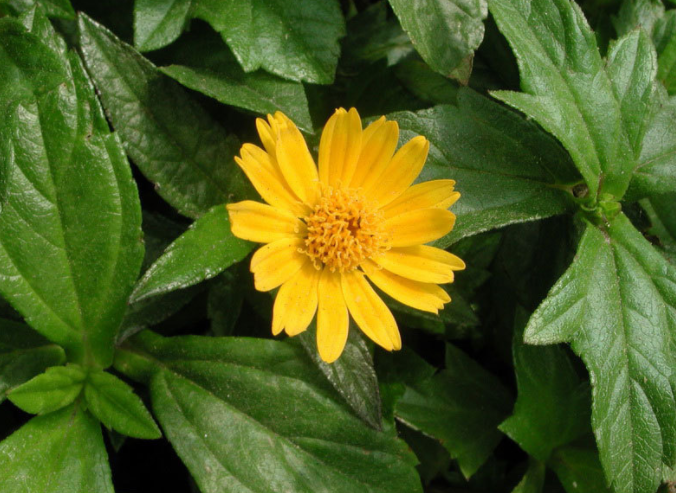 蟛蜞菊