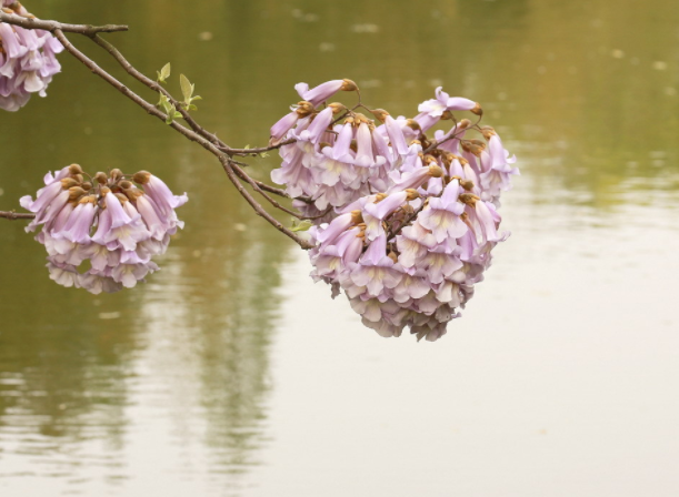 泡桐花