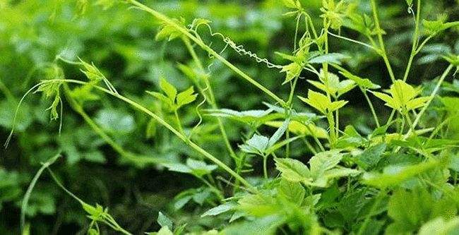 绞股蓝