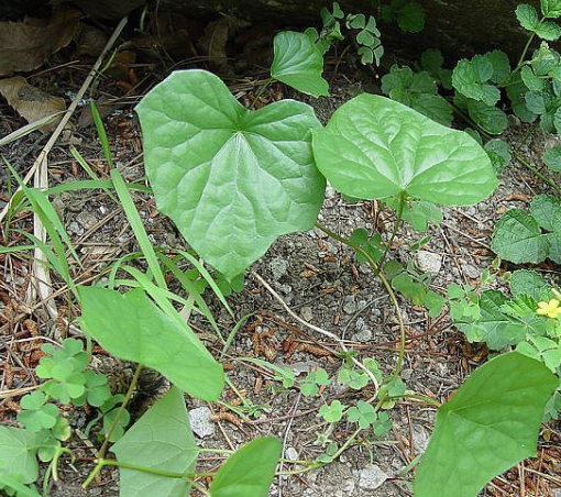 爬山豆根