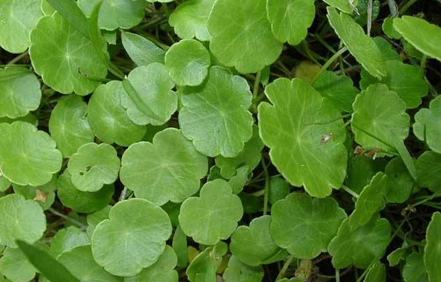 小金钱草