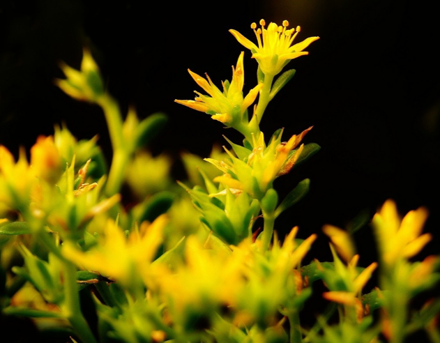 小箭草