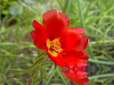 小红花