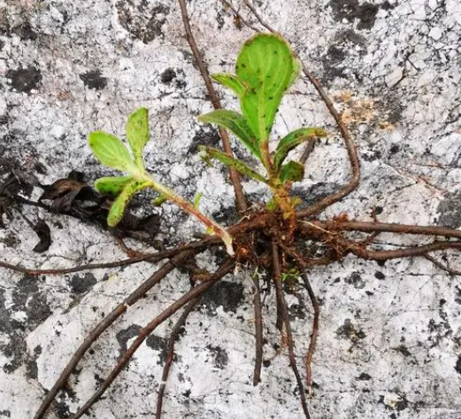 牙齦別稱特異草三角楓牙齦來源於特異傘形科變豆菜屬綠色植物 川滇