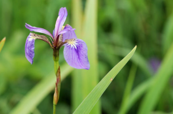 小花鸢尾根