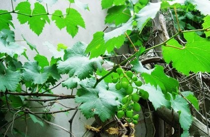 小果野葡萄藤