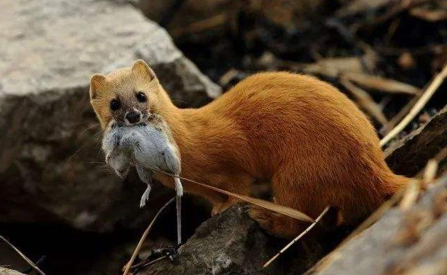 小黄鼠狼