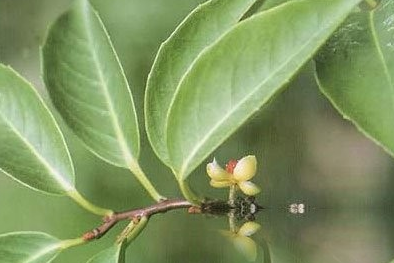 小花五味子根