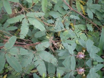 小凤尾草