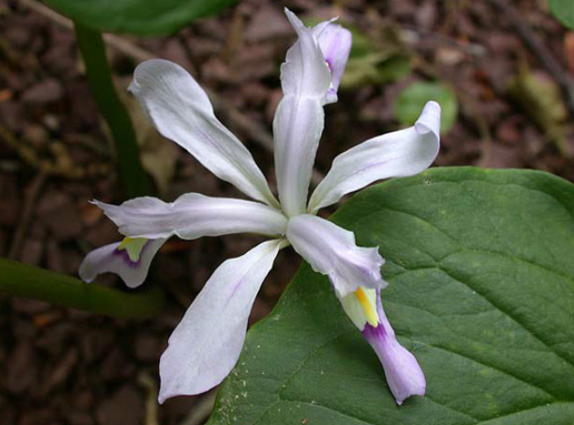 小花鸢尾