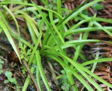 小肺筋草