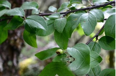 小豆柴