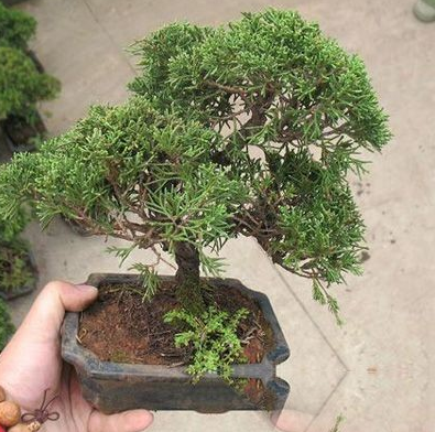 小地柏