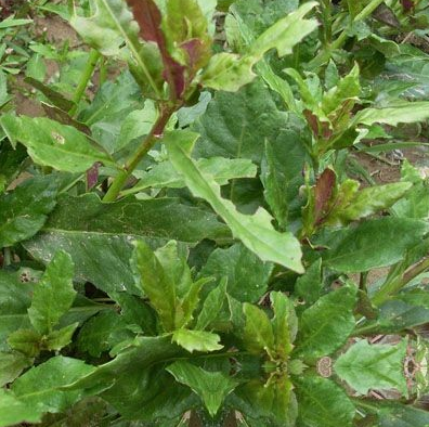 小败火草