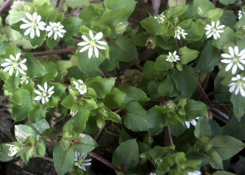 小白花苏