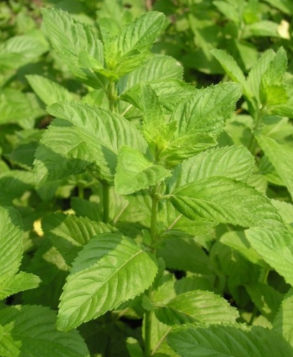 香苏草