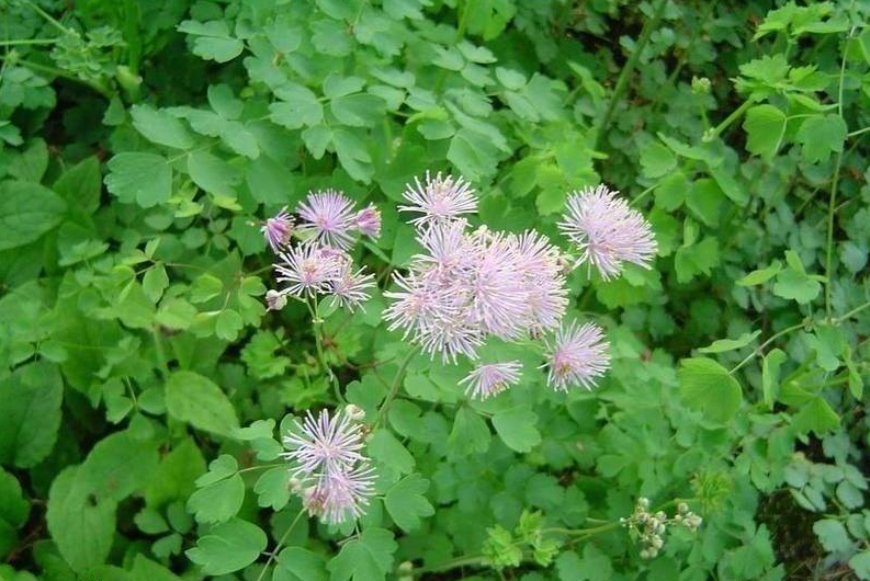 香唐松草