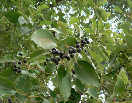 香樟果