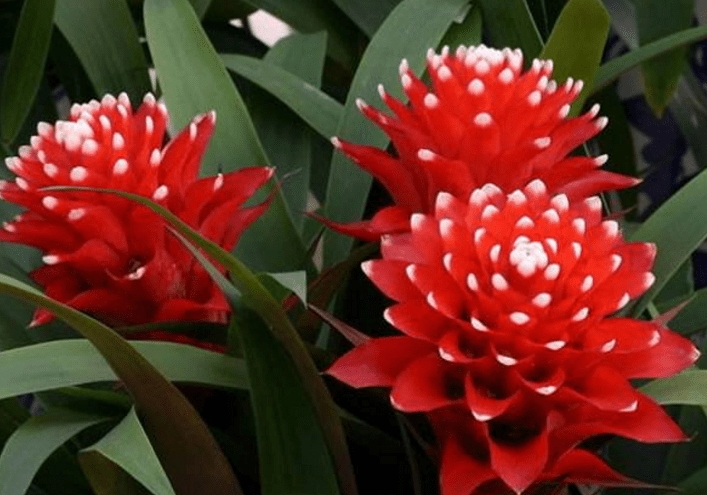 香水塔花