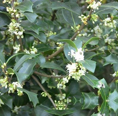 香木菌桂