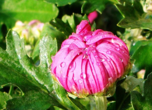 香菊