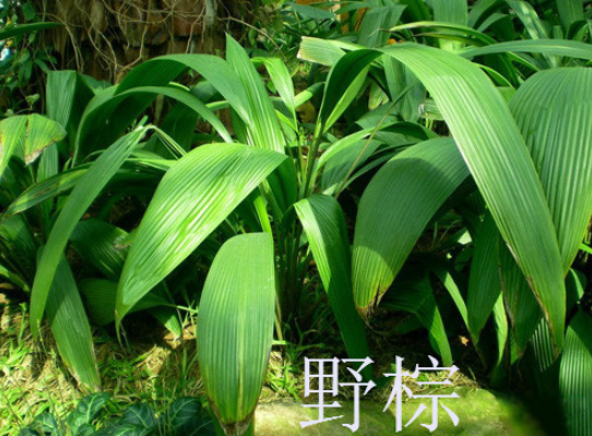 野棕