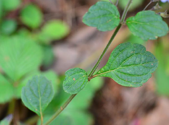 腺花香茶菜