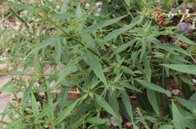 显脉香茶菜