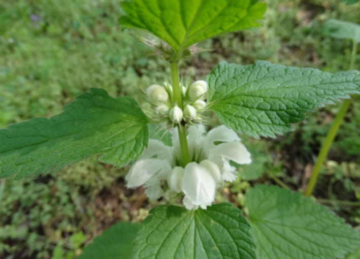 野芝麻花