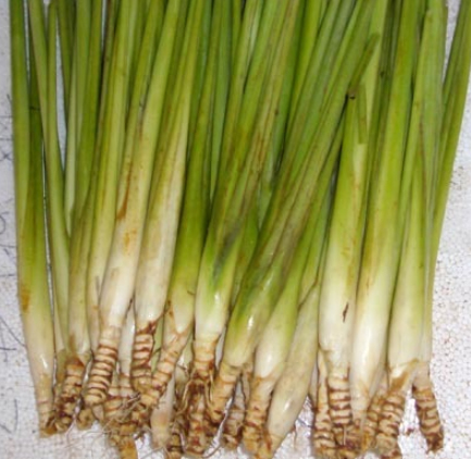 野香茅