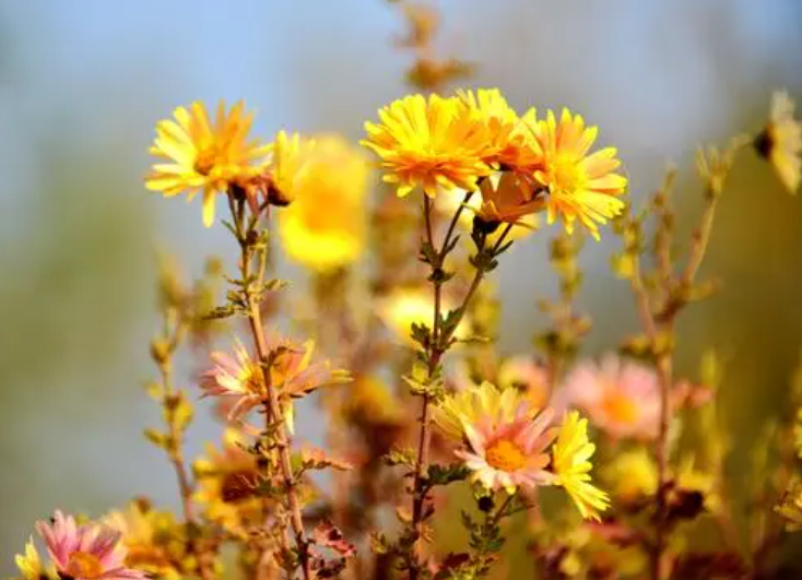野冬菊