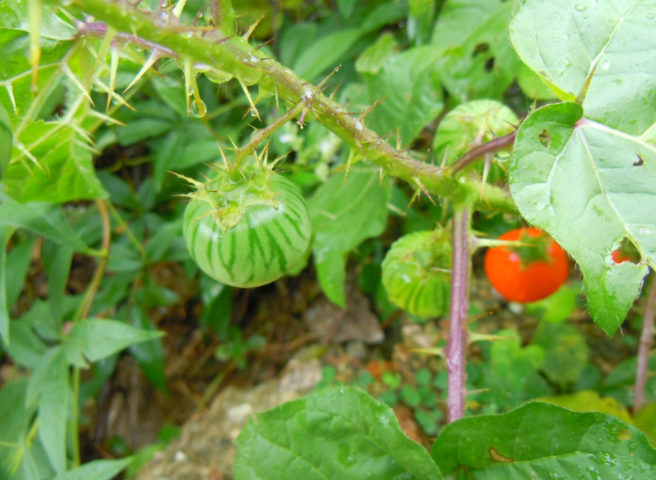 野颠茄