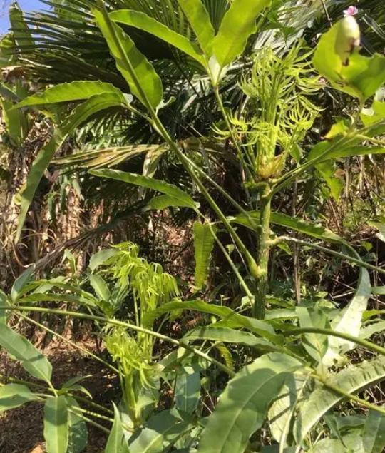 树头菜根