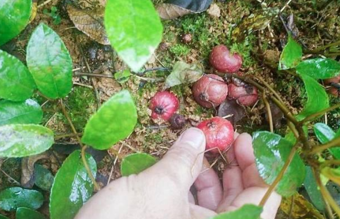 树地瓜