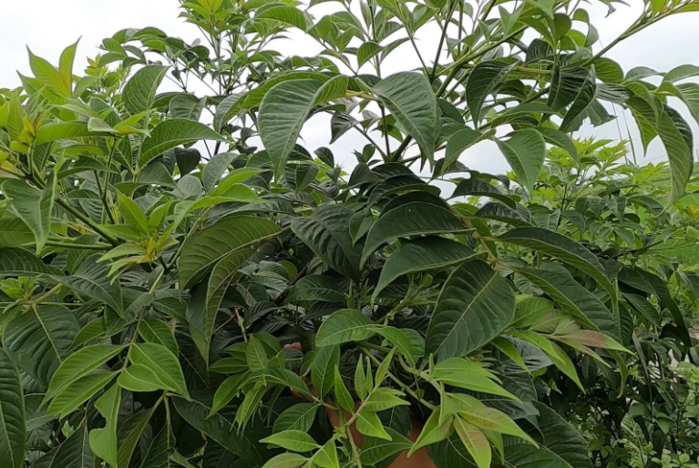 野茶辣