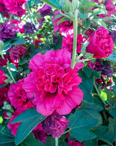 蜀葵花