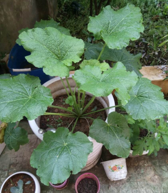 蜀葵苗