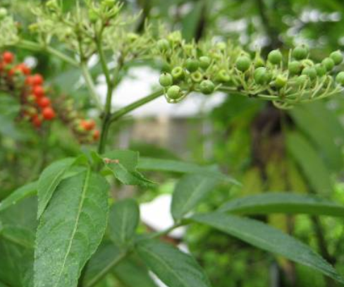 食茱萸