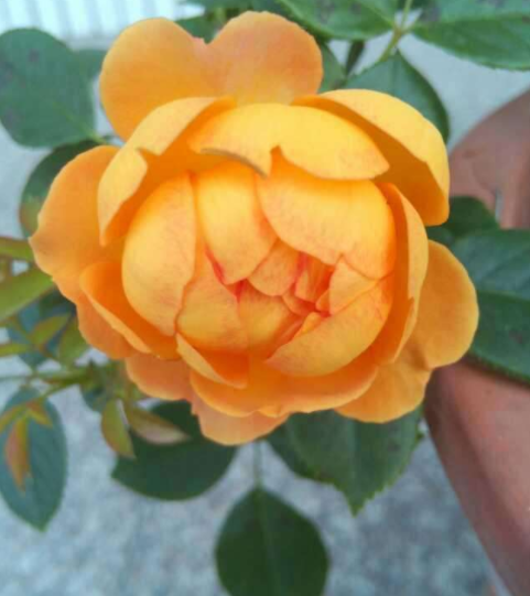 十三年花