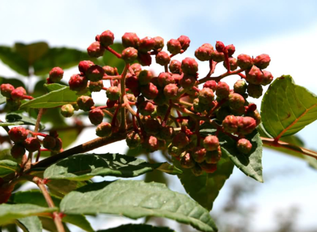 石山花椒