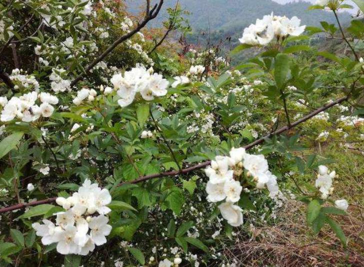 香花刺