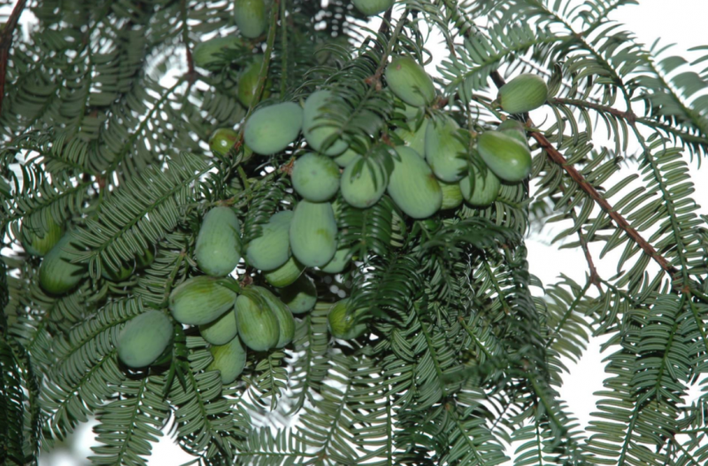 香榧草