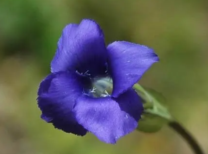 湿生扁蕾