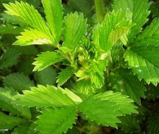 仙鹤草根芽