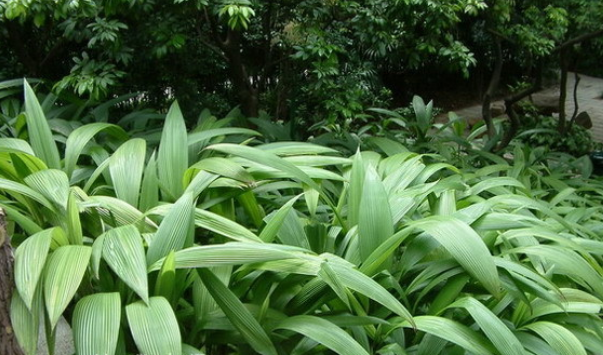 仙茅参